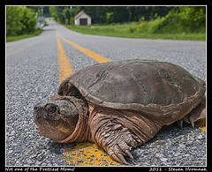 Turtle Flickr photo Courtesy of Gaphiker