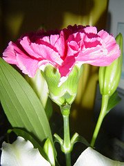 Pink Carnation photo courtesy of Eggybird (Flickr)