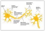 Components of a Neuron