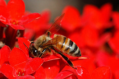 bee sting treatment bee sting treatment