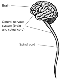 Central Nervous System Diagram
