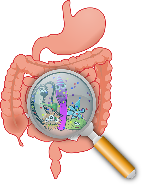 Intestines yeast and bacteria
