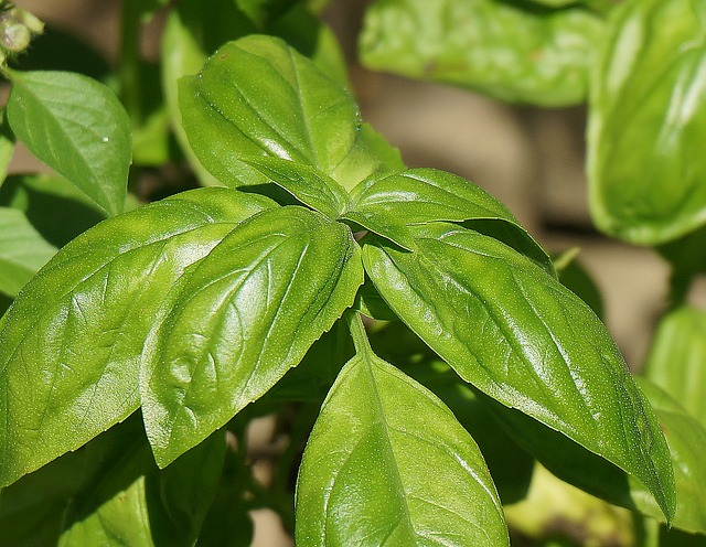 basil essential oil for MS