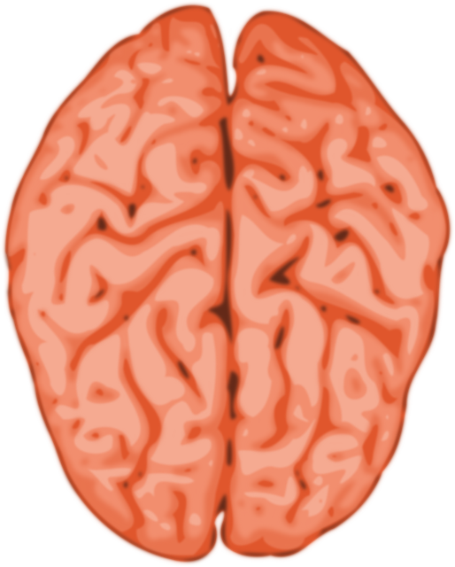 brain