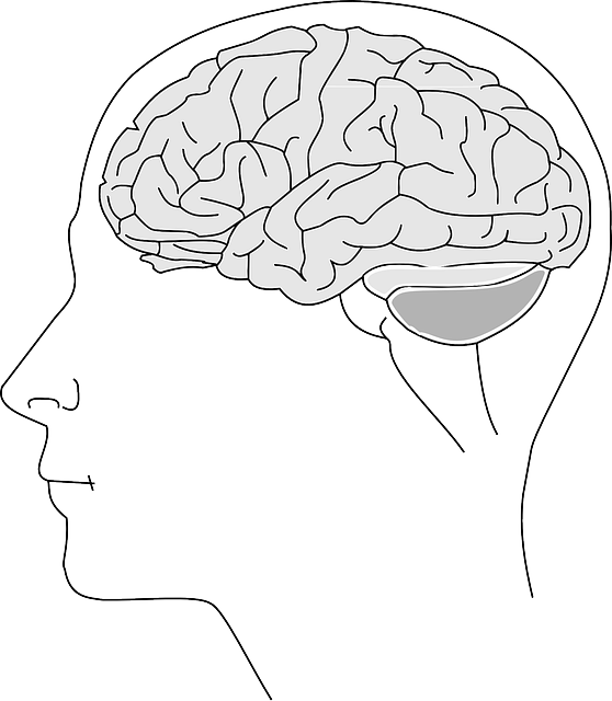 brain line drawing