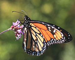 Butterfly courtesy of _PaulS_ Flickr