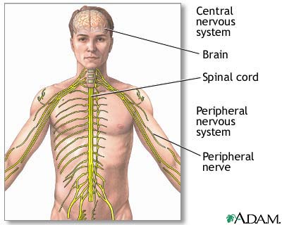 Central Nervous System body diagram