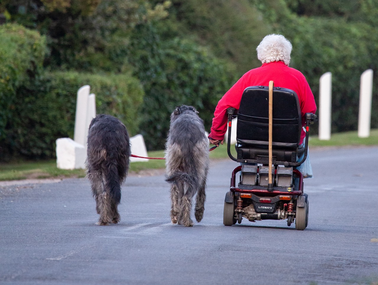 mobility scooter dog walking