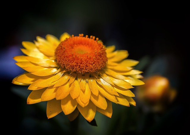 helichrysum flower