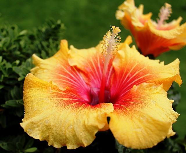 Inspirational photo hibiscus