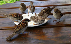 Sparrows photo courtesy of Dave_S (Flickr)
