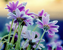 Frost Flowers Courtesy of RC Designer (Flickr)