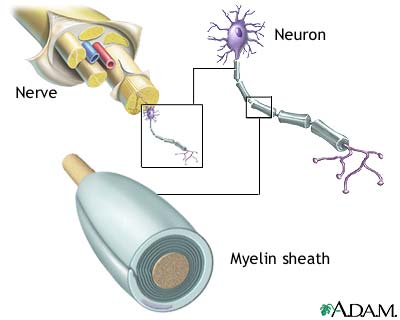 Nerves and MS