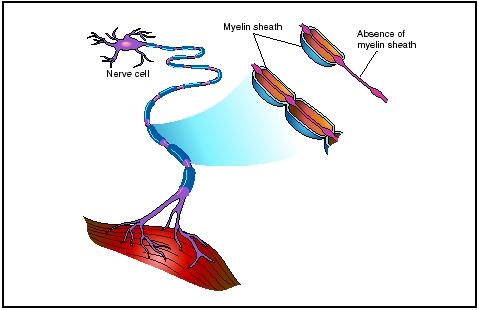 Myelin Sheath Diagram