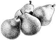 Pears