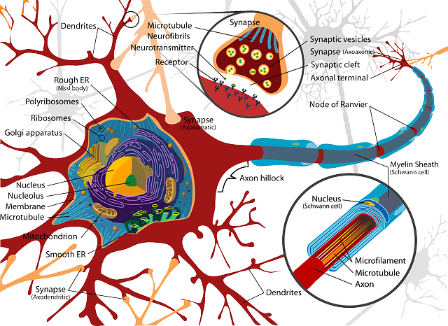 Nerve - graphic image
