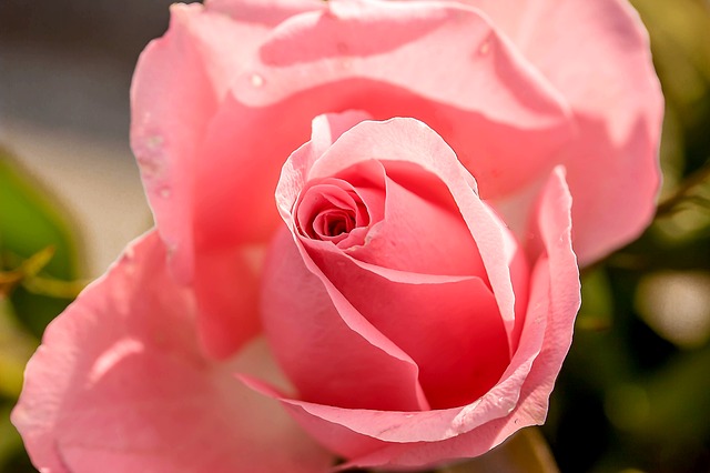Inspirational photo rose