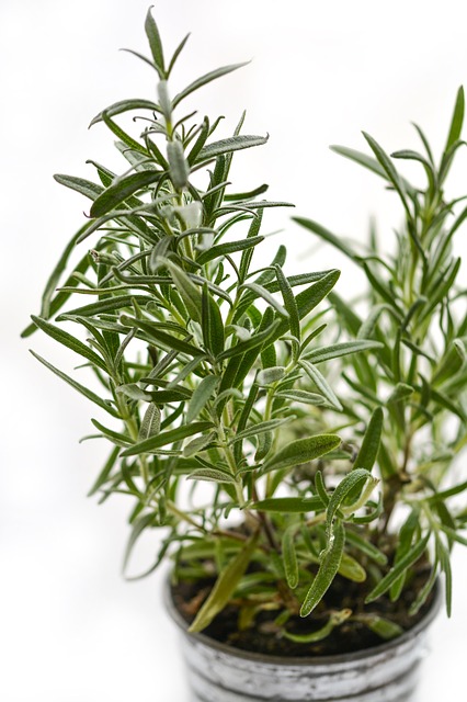 rosemary plant