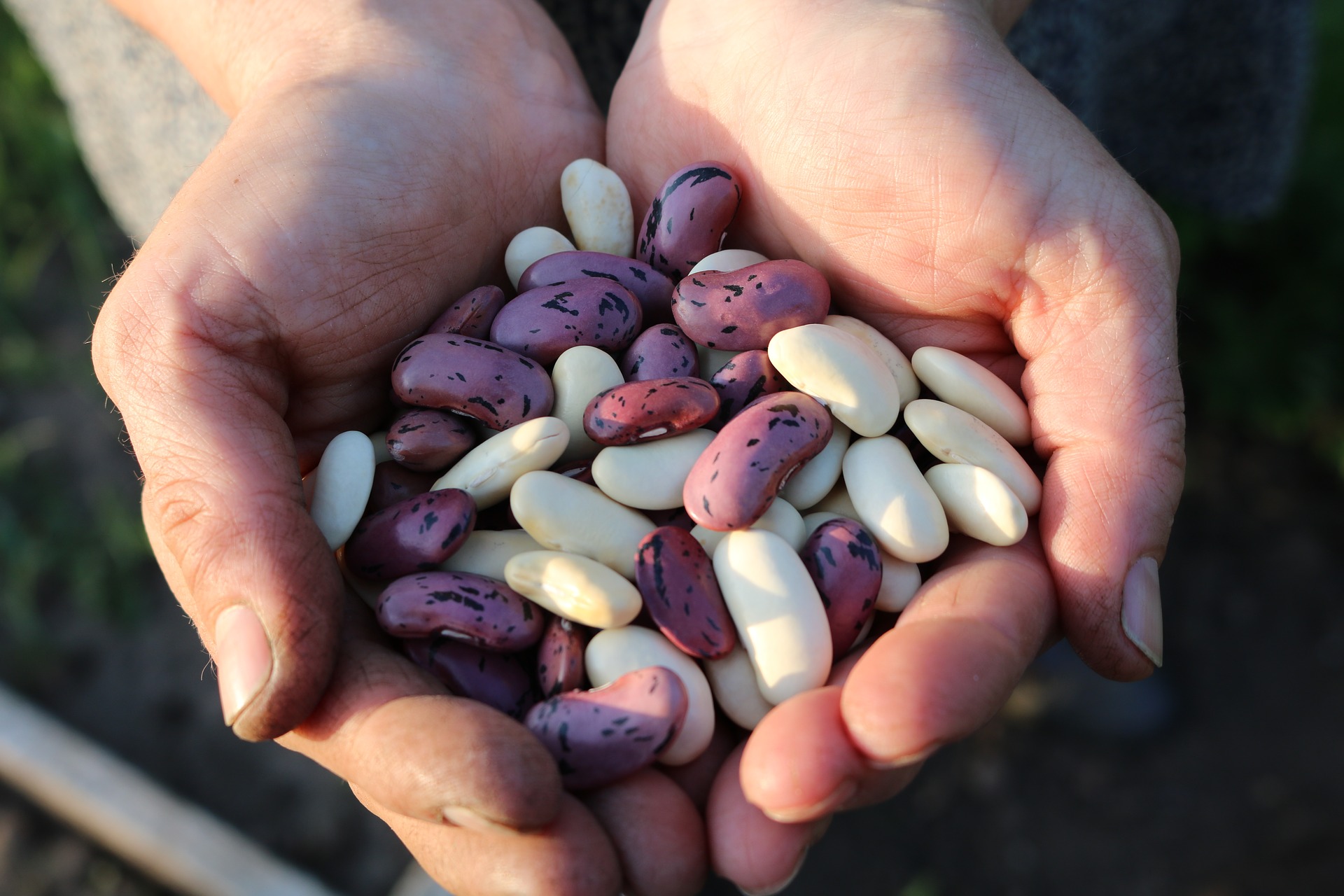 Beans - Image by Pexels from Pixabay