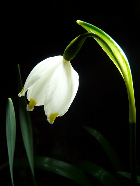 Inspirational photo snowflake flower