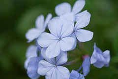 Blue Plumbago Courtesy of WilsonB