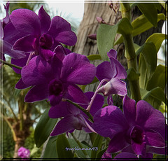 Purple Flowers courtesy of Travlinman43 Flickr