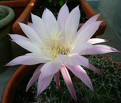 White Flower courtesy of Pizzodisezo Flickr