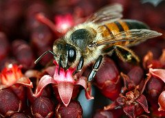 Bee by Antonio Machado Flickr