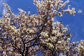 Diana Neutze - Cherry Blossoms