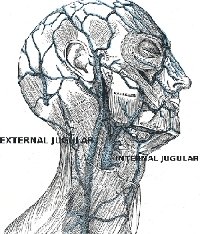 jugular vein diagram - ccsvi