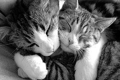 kitten hug
