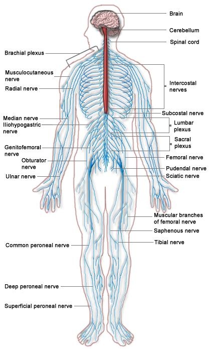 Nervous System Diagram