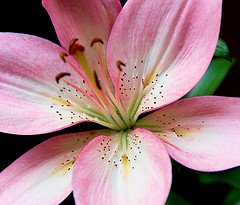 Pink Flower by fmc.nikon.d40 Flickr