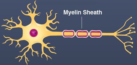 myelin sheath