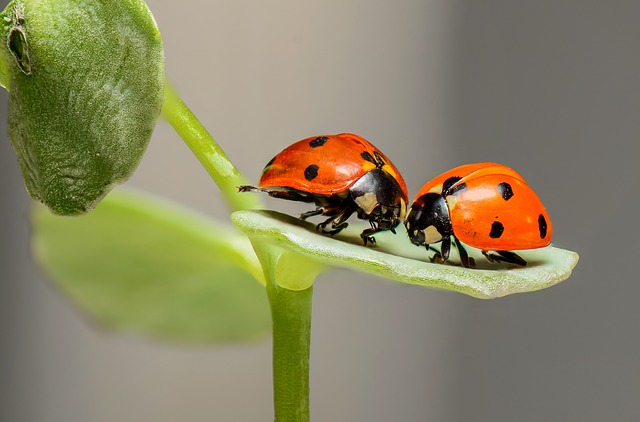 ladybugs