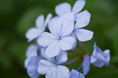 Blue Plumbago Courtesy of WilsonB